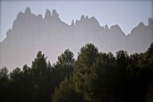 arbres i frares encantats.jpg